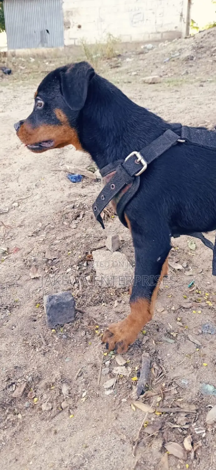 1-3 months Male Purebred Rottweiler
