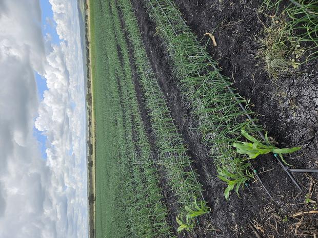 Land for Sale - thumbnail 2