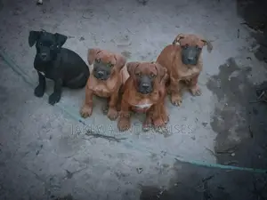 1-3 months Female Purebred Boerboel