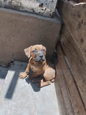 1-3 months Male Purebred Boerboel