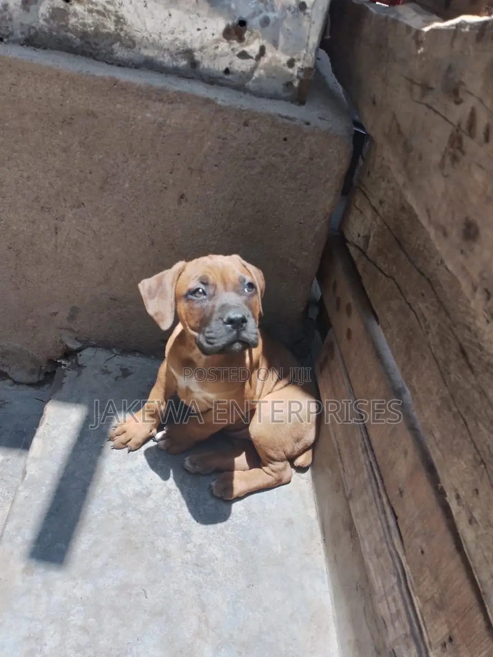 1-3 months Male Purebred Boerboel