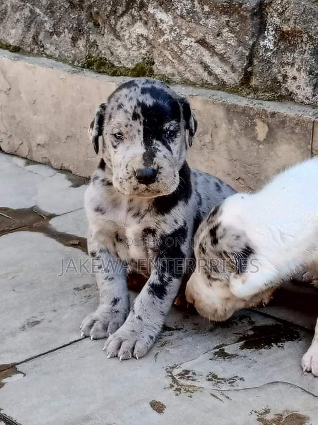 1-3 months Male Purebred Great Dane