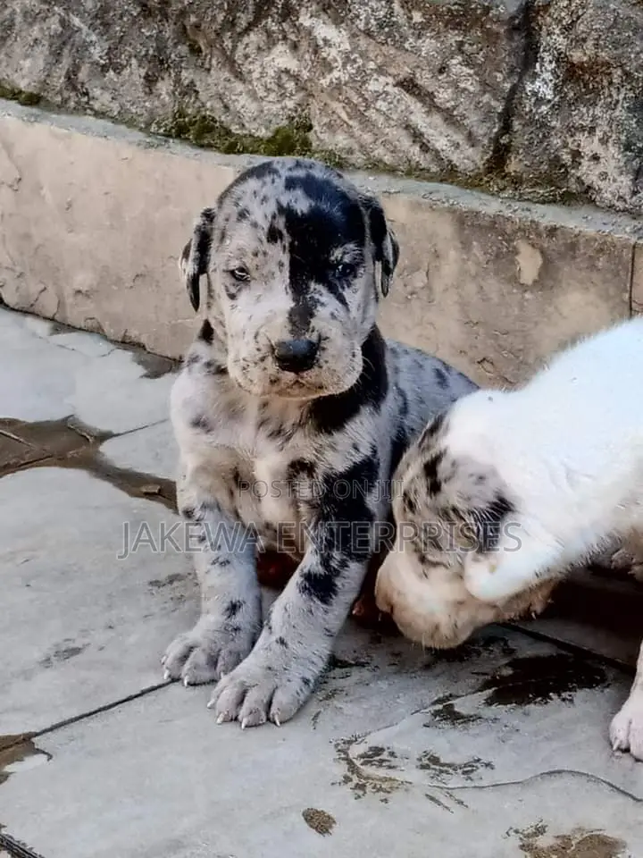 1-3 months Male Purebred Great Dane