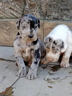 1-3 months Male Purebred Great Dane