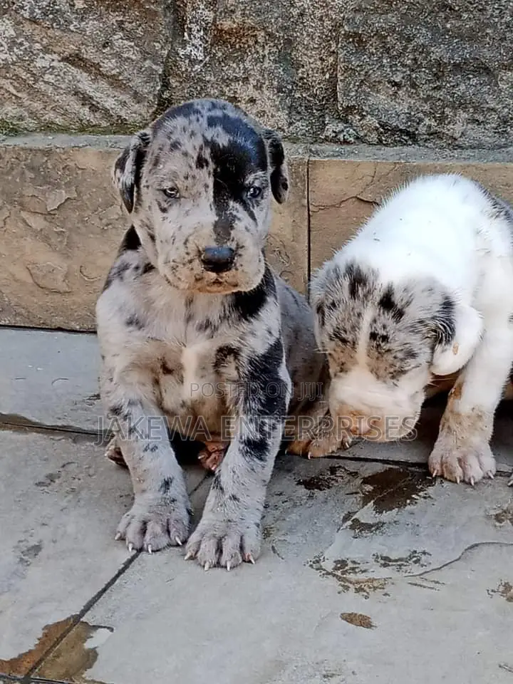 1-3 months Male Purebred Great Dane