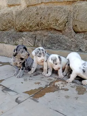 1-3 months Female Purebred Great Dane