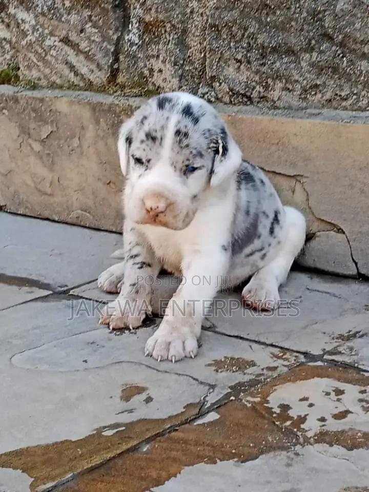 1-3 months Male Purebred Great Dane
