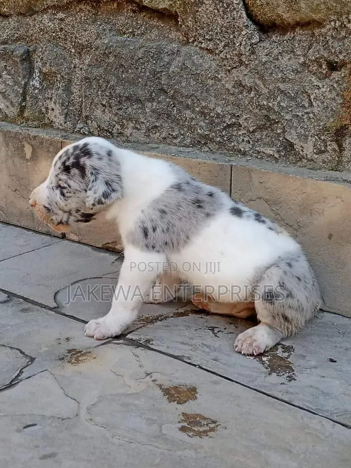 1-3 months Male Purebred Great Dane