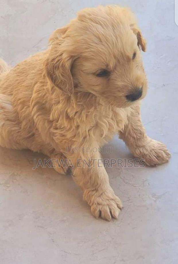 1-3 months Male Purebred Golden Retriever