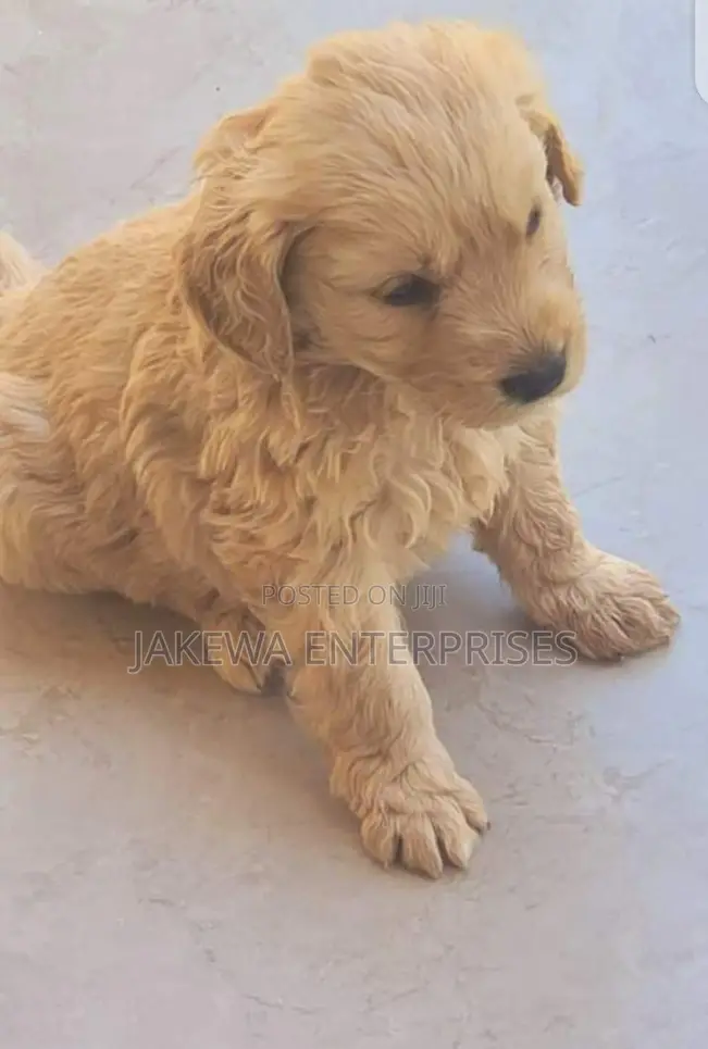 1-3 months Male Purebred Golden Retriever