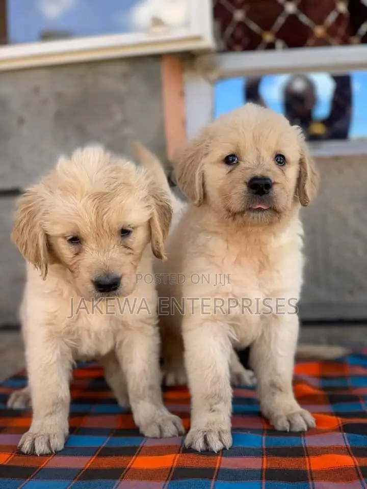 1-3 months Male Purebred Golden Retriever