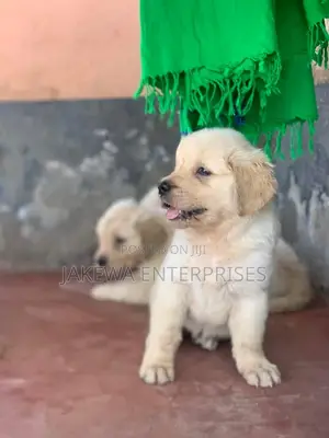 1-3 months Female Purebred Golden Retriever