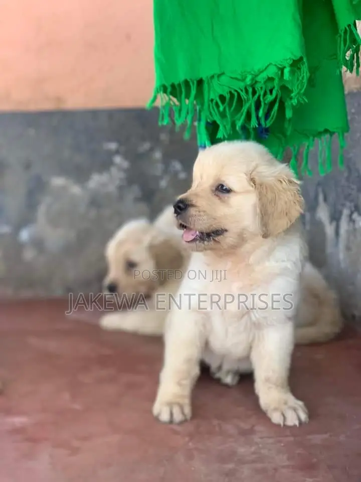 1-3 months Female Purebred Golden Retriever