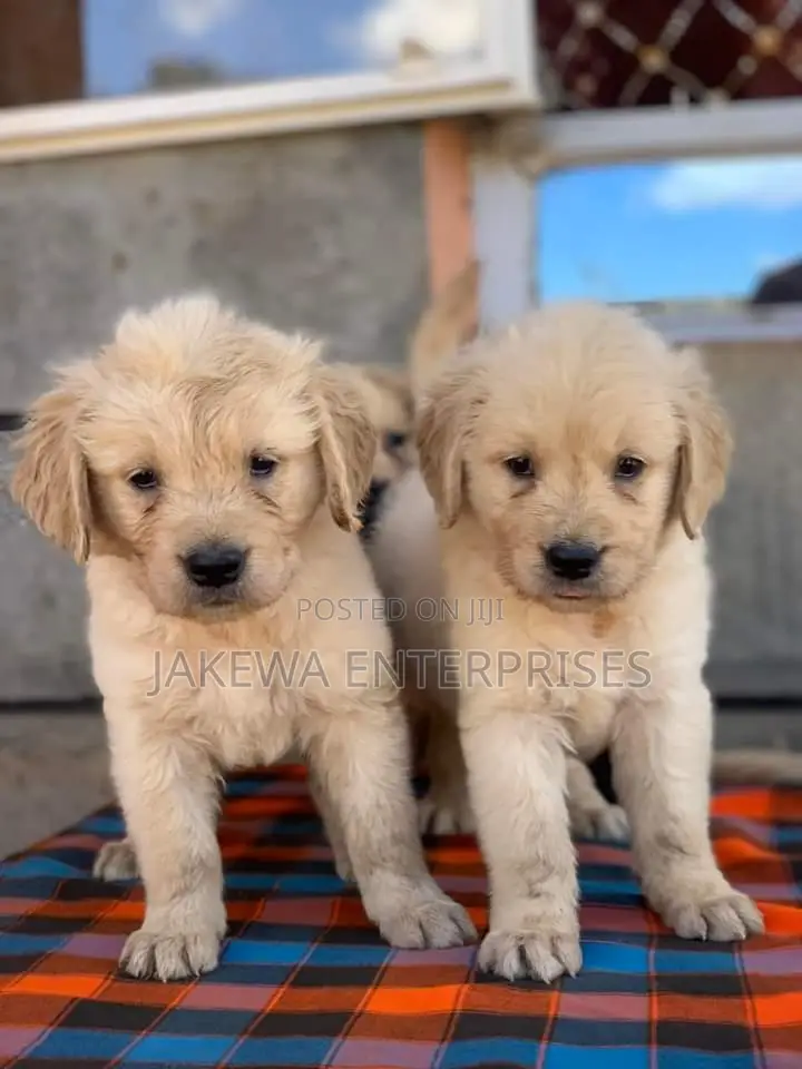1-3 months Female Purebred Golden Retriever