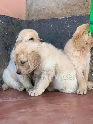 1-3 months Male Purebred Golden Retriever