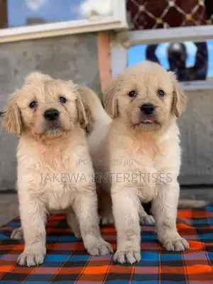 1-3 months Male Purebred Golden Retriever