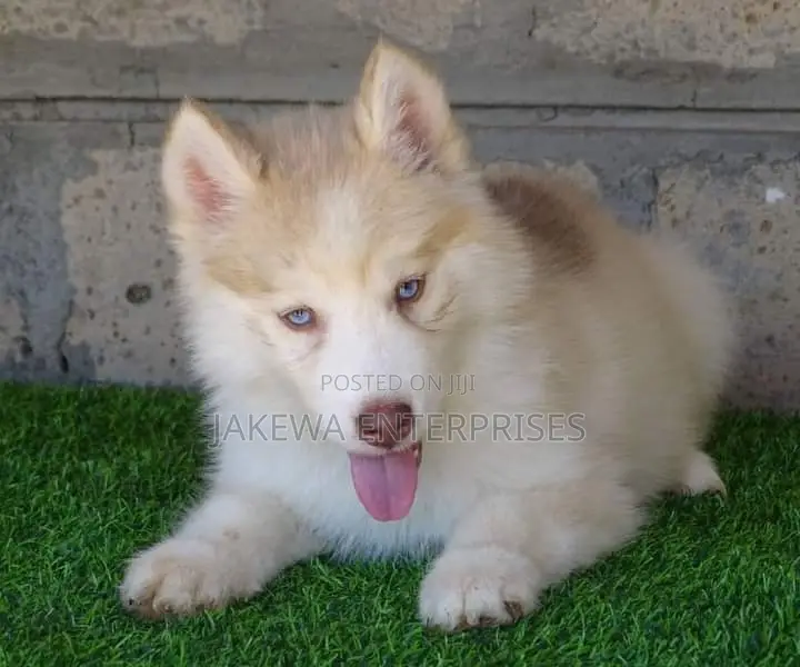 1-3 months Female Purebred Siberian Husky
