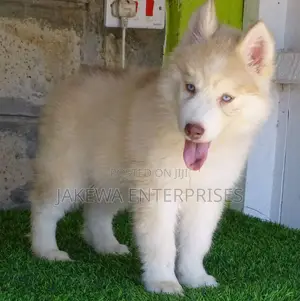 1-3 months Female Purebred Siberian Husky