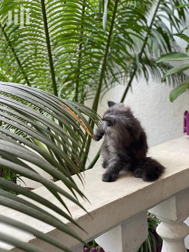 Baby Female Purebred Persian - main view
