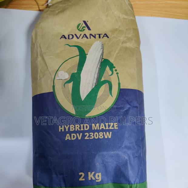Maize Adv 2308w Seeds
