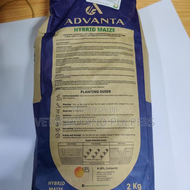 Maize Adv 2308w Seeds - thumbnail 2