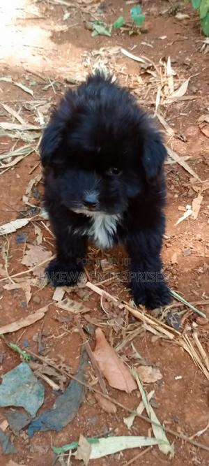 1-3 months Male Purebred Havanese - thumbnail 2