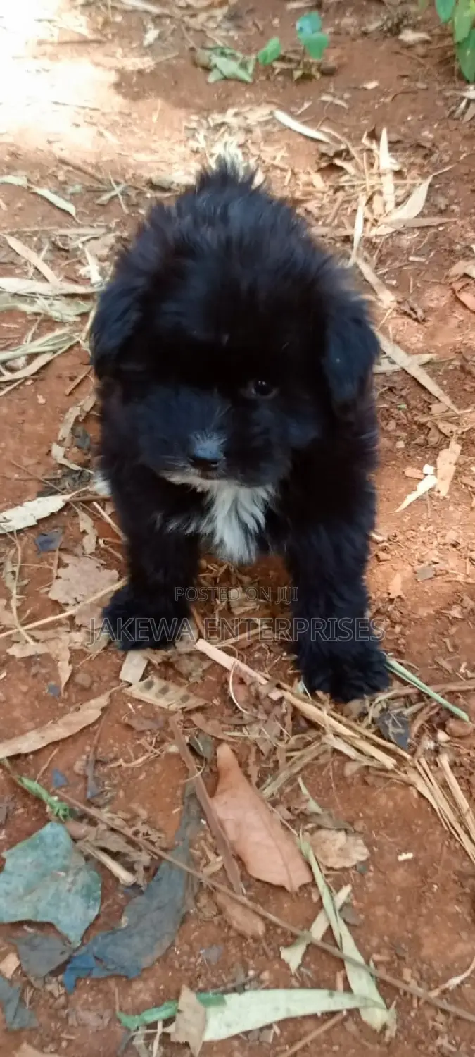 1-3 months Male Purebred Havanese