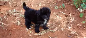 1-3 months Male Purebred Havanese