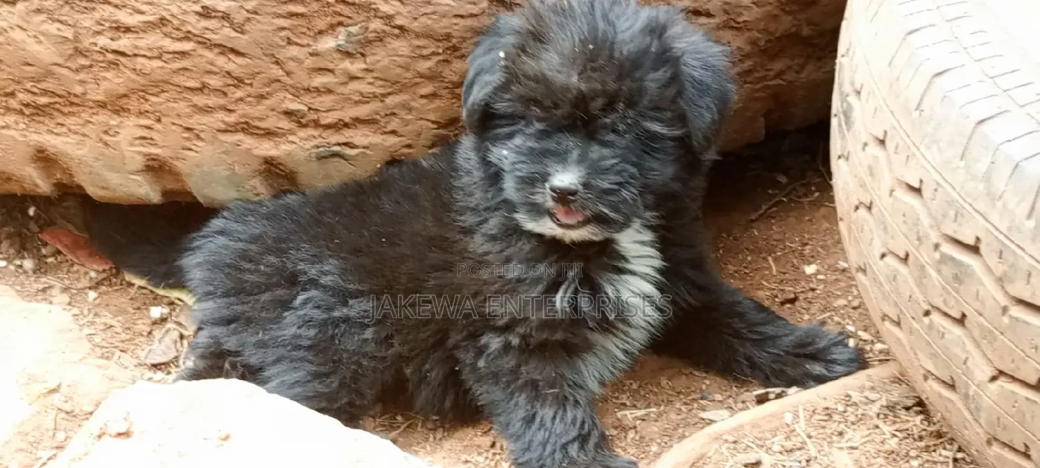 1-3 months Female Purebred Havanese