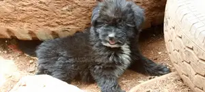 1-3 months Female Purebred Havanese