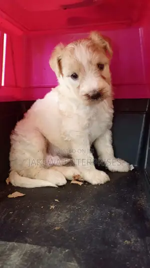1-3 months Male Purebred Havanese