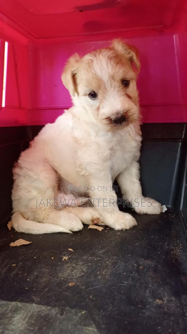 1-3 months Male Purebred Havanese - main view