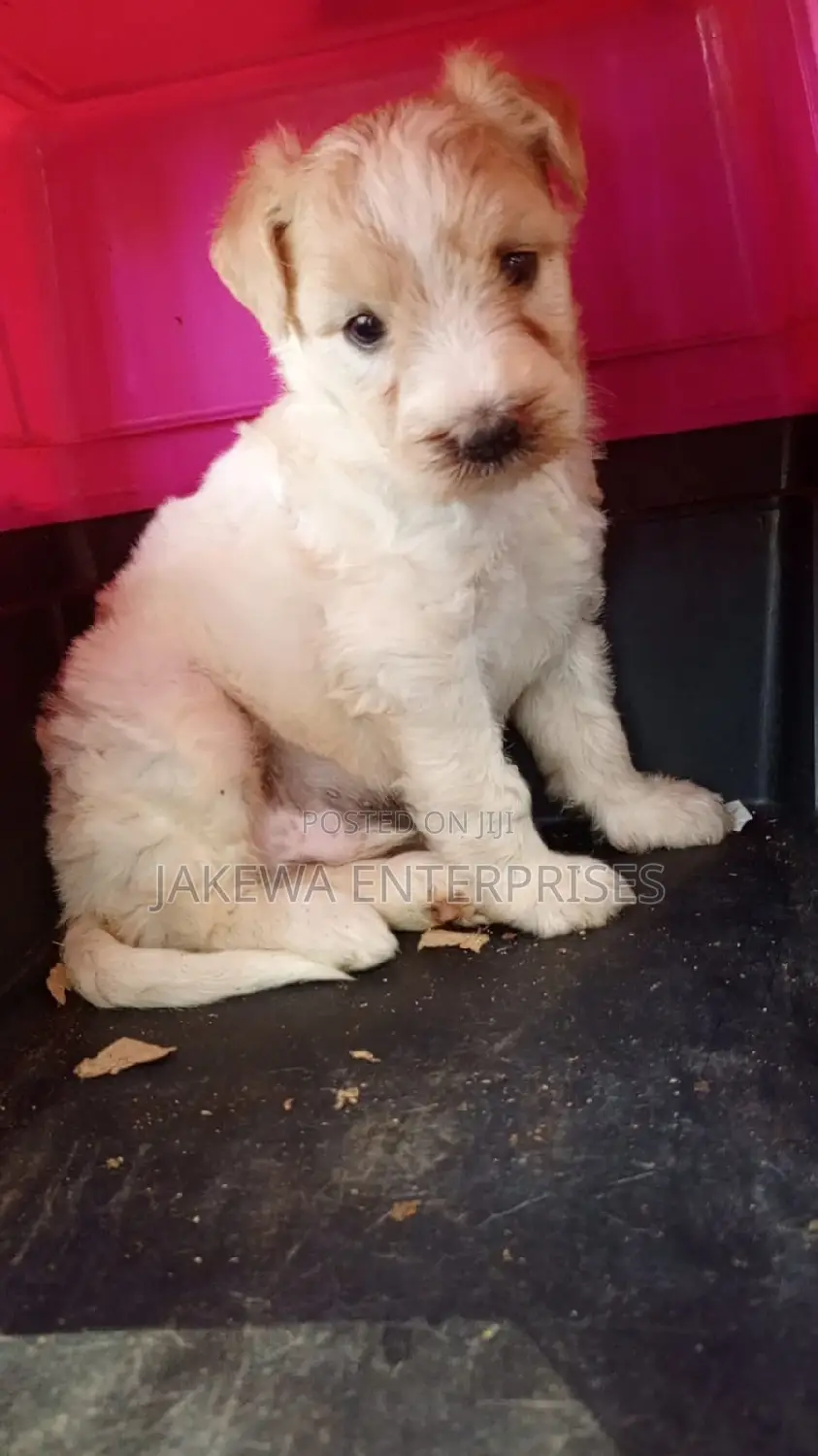 1-3 months Female Purebred Havanese