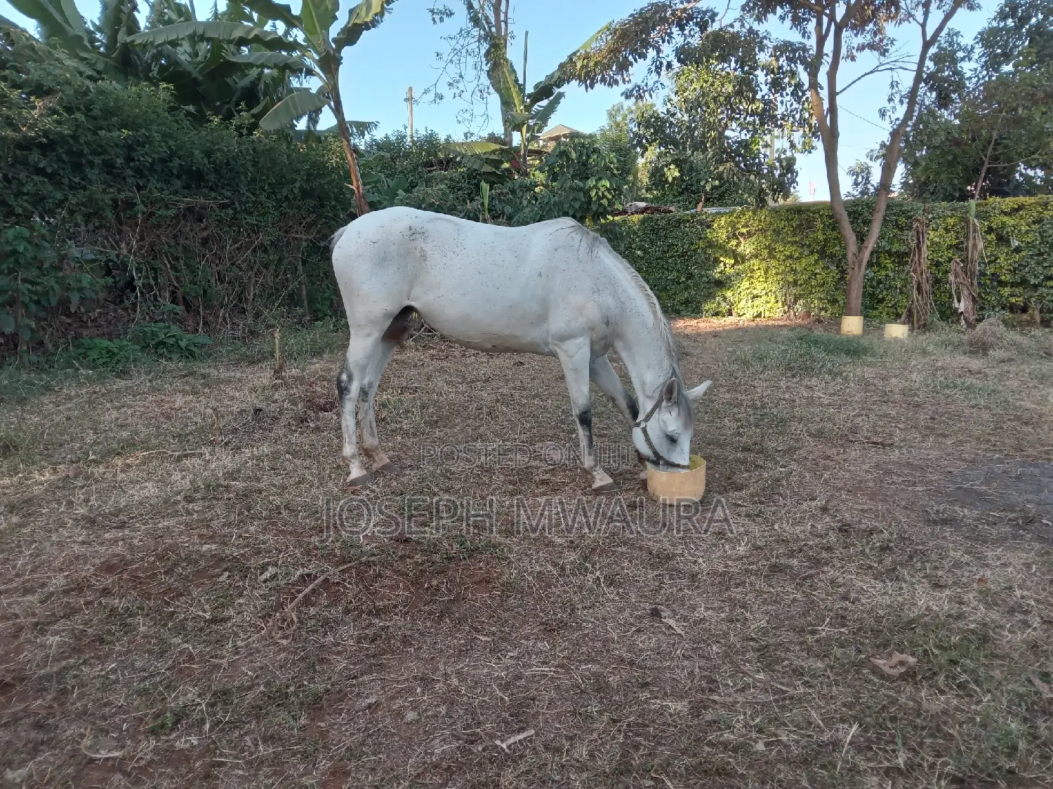 Horses And Ponies For Sale And Riding Lessons