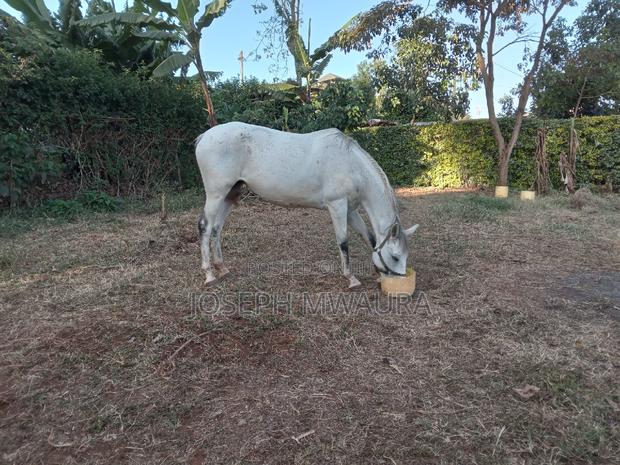 Horses And Ponies For Sale And Riding Lessons