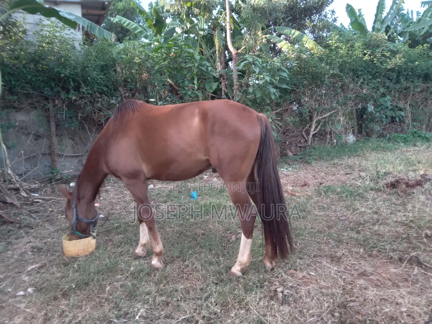 Horses And Ponies For Sale And Riding Lessons