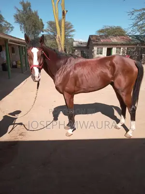 Horses And Ponies For Sale And Riding Lessons