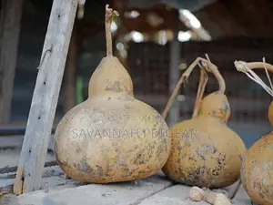 Birdhouse Gourd Organic Bird House Gourd