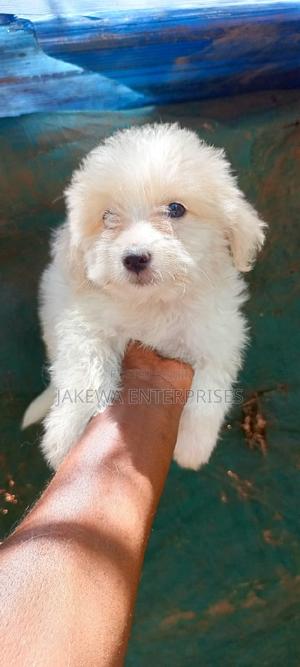 1-3 months Male Purebred Havanese - thumbnail 2
