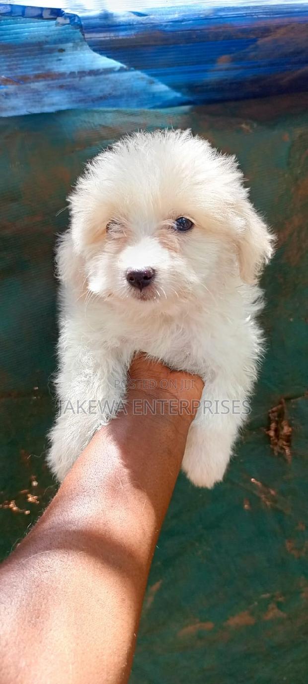 1-3 months Male Purebred Havanese - thumbnail 3