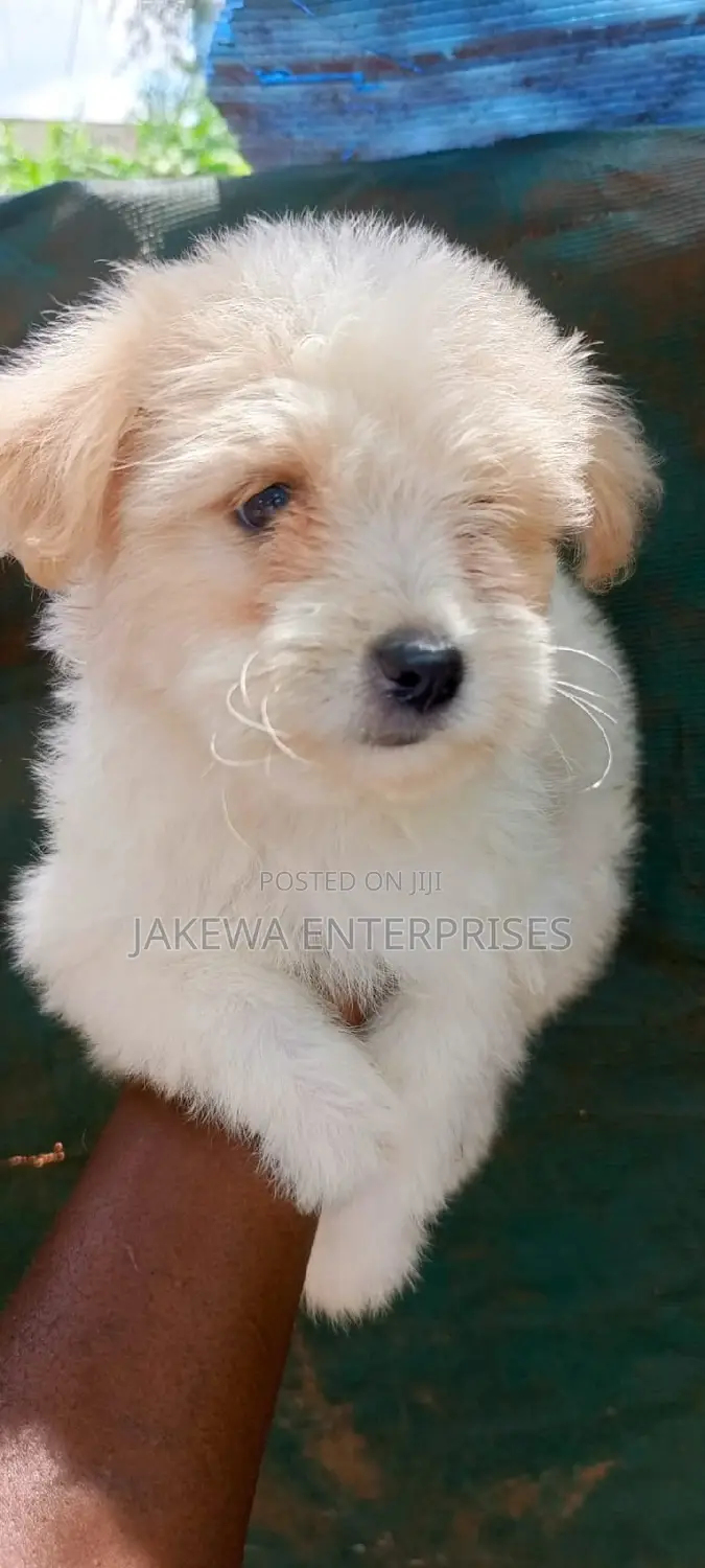 1-3 months Female Purebred Havanese