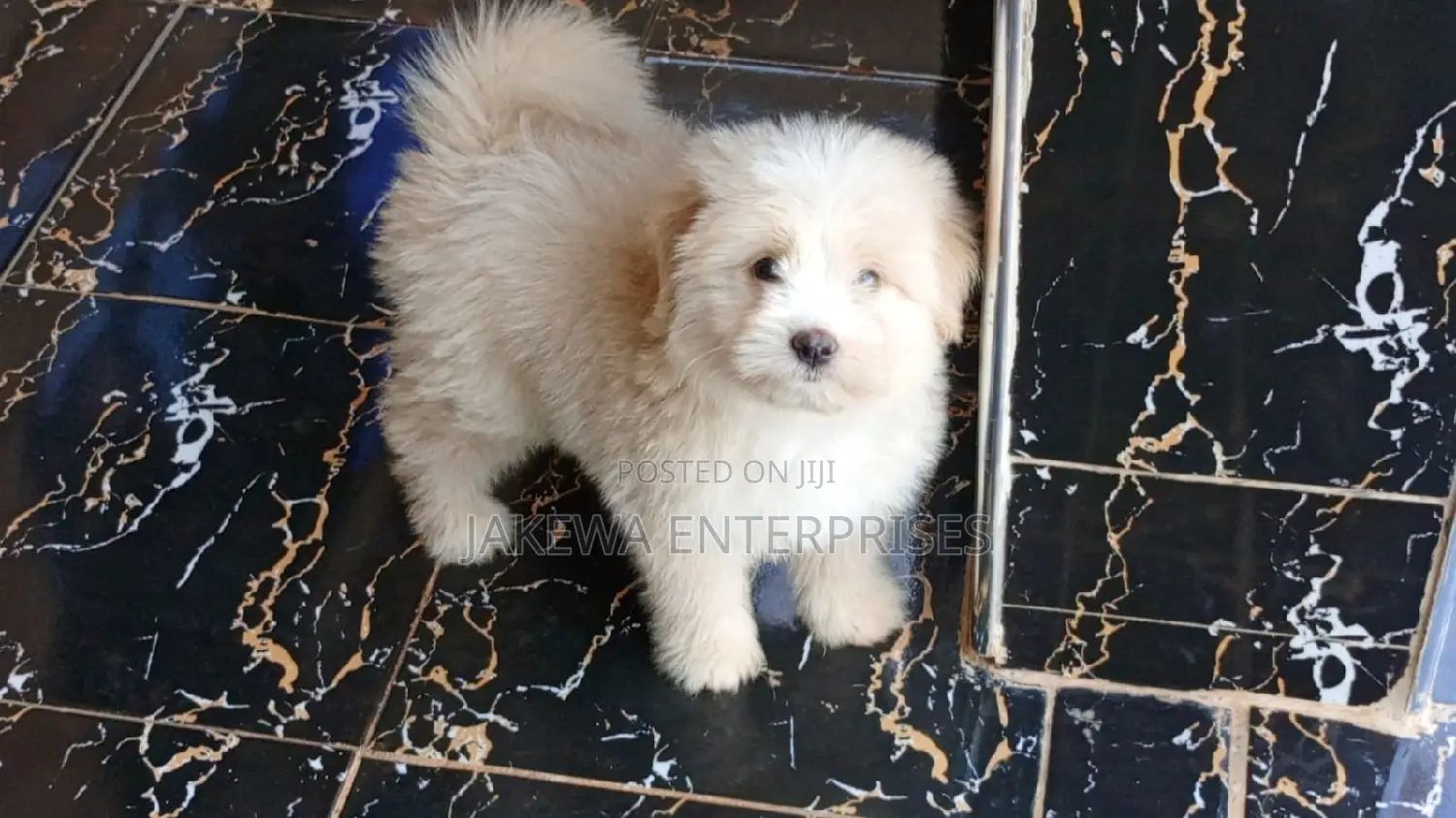 1-3 months Female Purebred Havanese