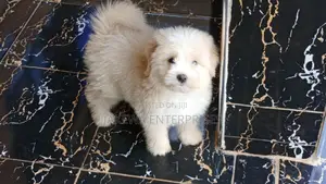 1-3 months Female Purebred Havanese