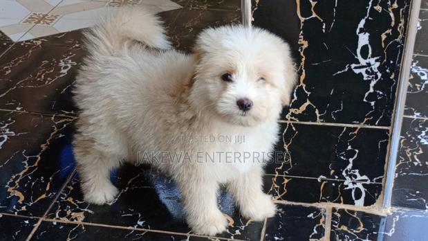 1-3 months Female Purebred Havanese - main view