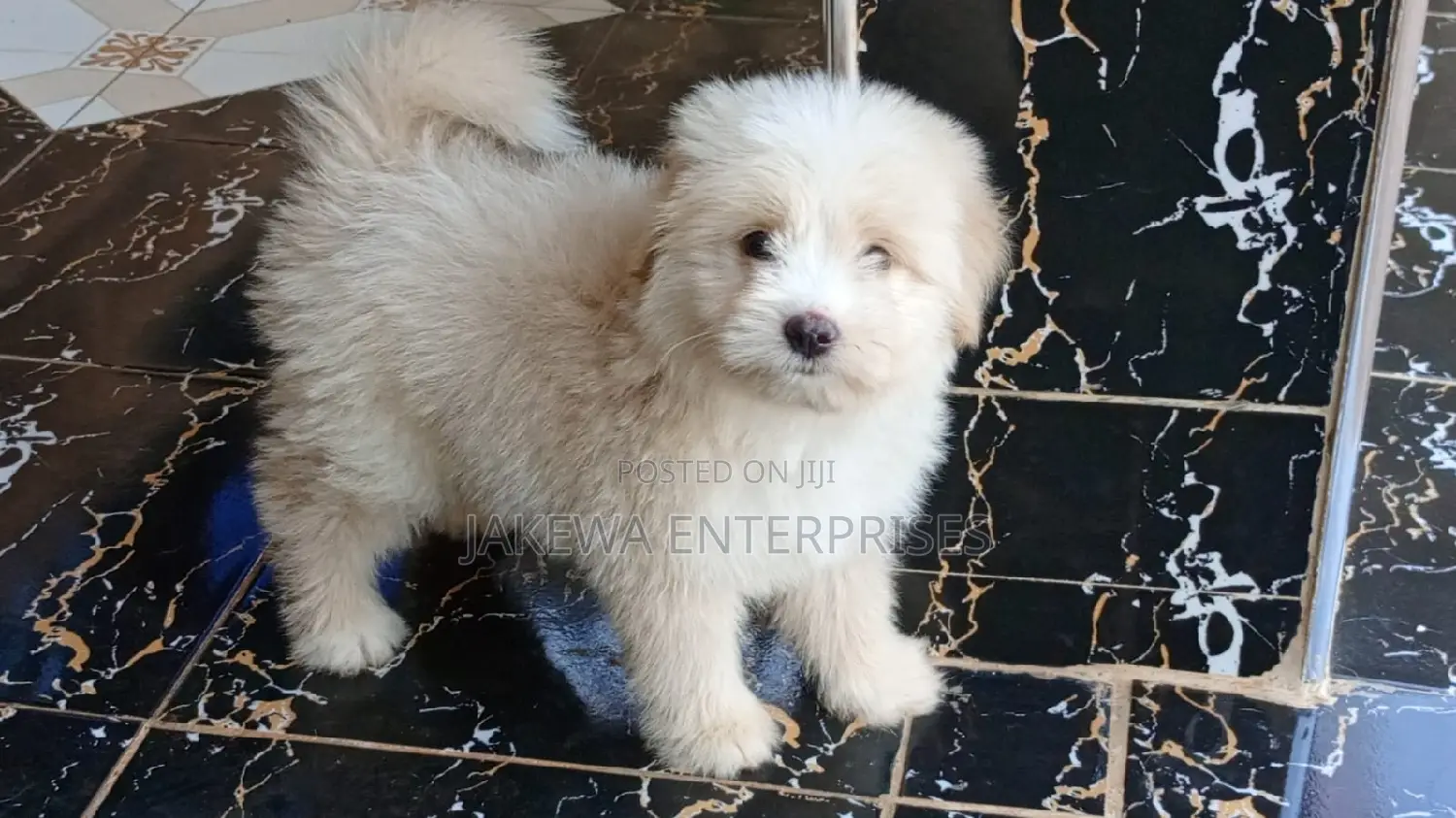 1-3 months Female Purebred Havanese
