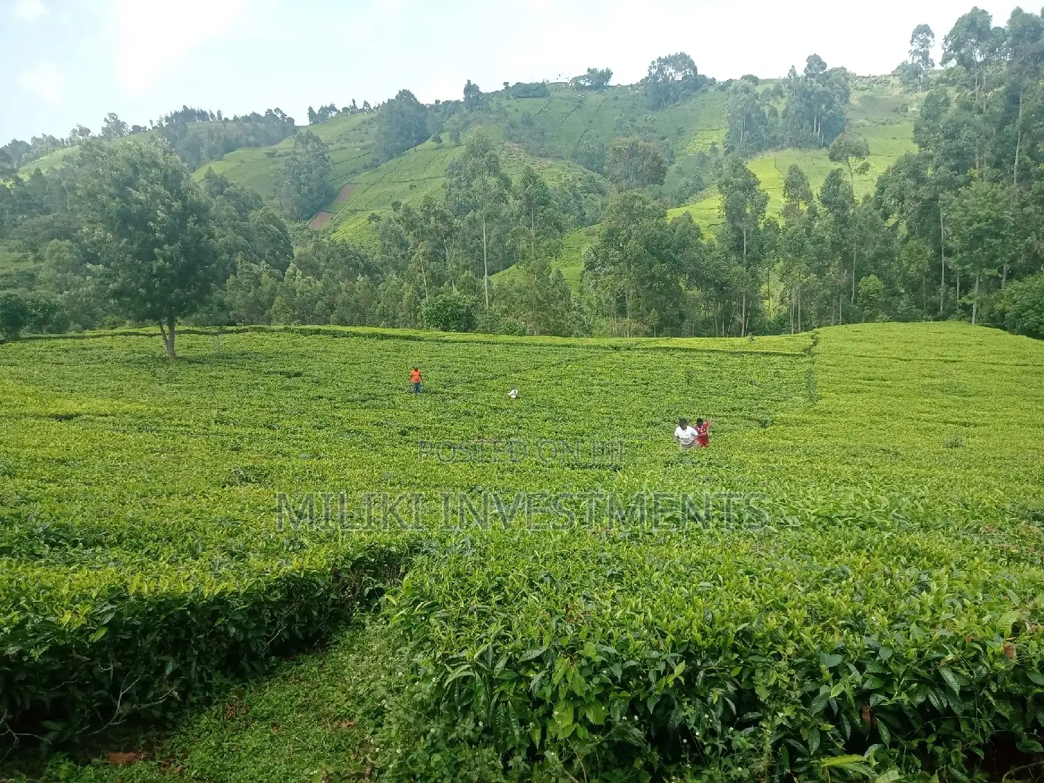 5.3 Acres on Sale at Ndakaini.