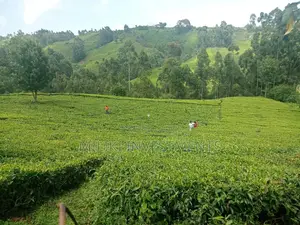 5.3 Acres on Sale at Ndakaini.