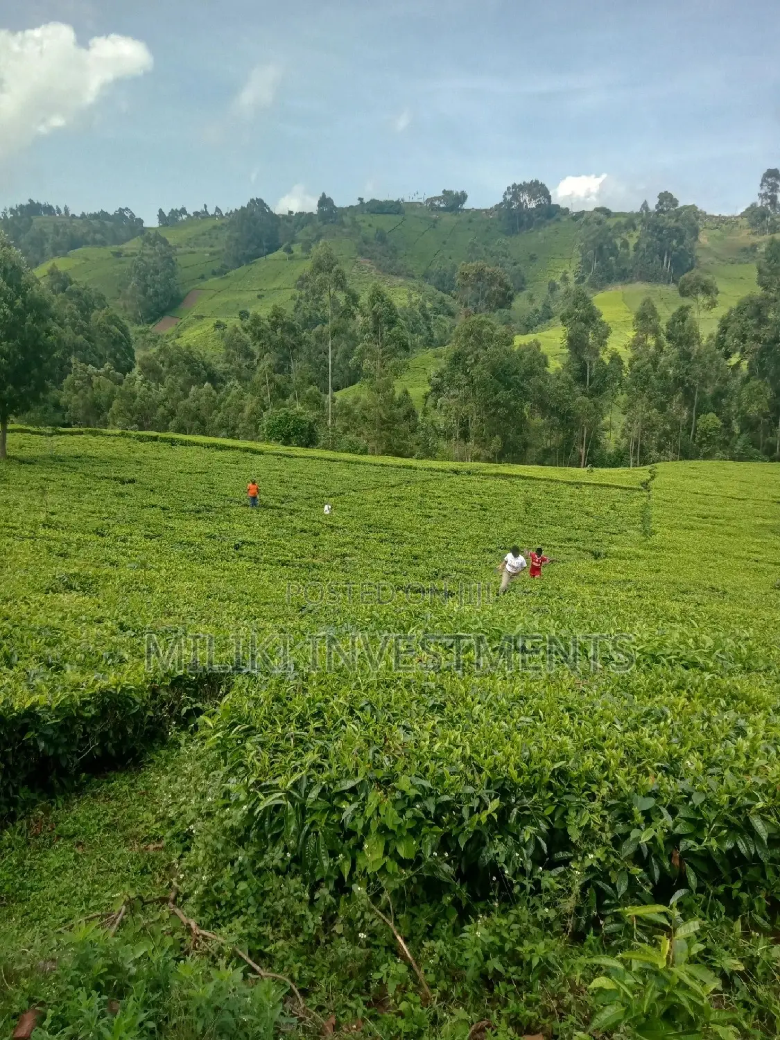 5.3 Acres on Sale at Ndakaini.