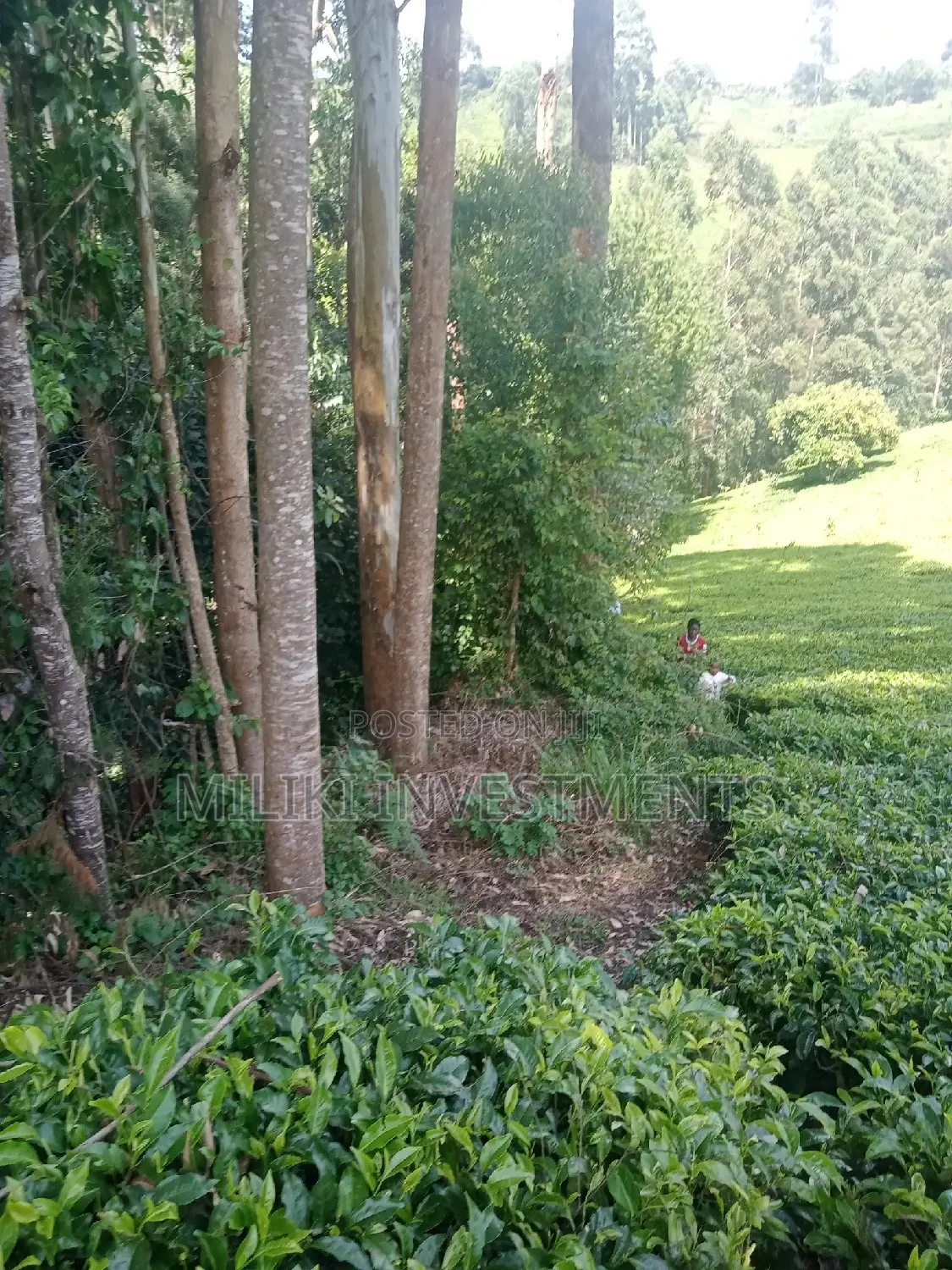 5.3 Acres on Sale at Ndakaini.
