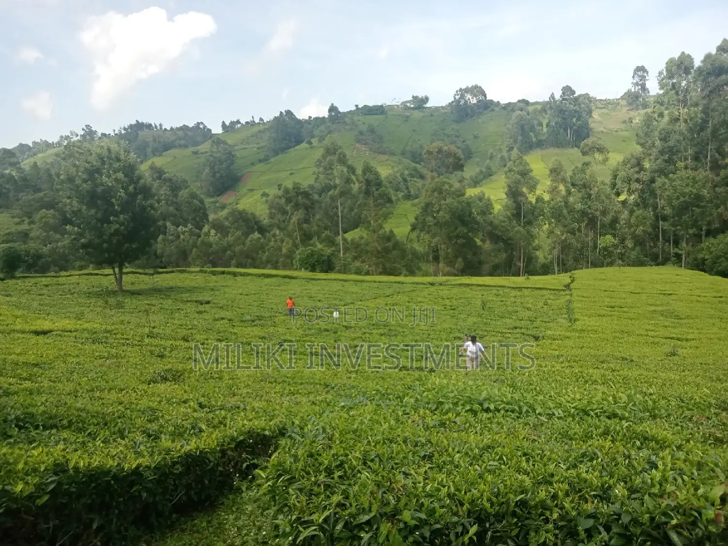 5.3 Acres on Sale at Ndakaini.